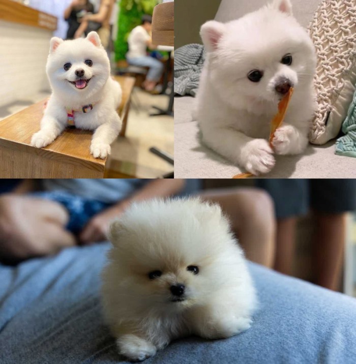 Facebook Scams Pomeranian Dogs Morbi vitae purus dictum, ultrices tellus in, gravida lectus.